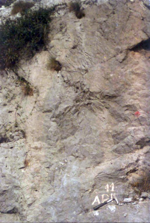 Fotografía de 1980, de las caliza nodulosas de plataforma. Caliza de Puentellés (Carbonífero Superior).