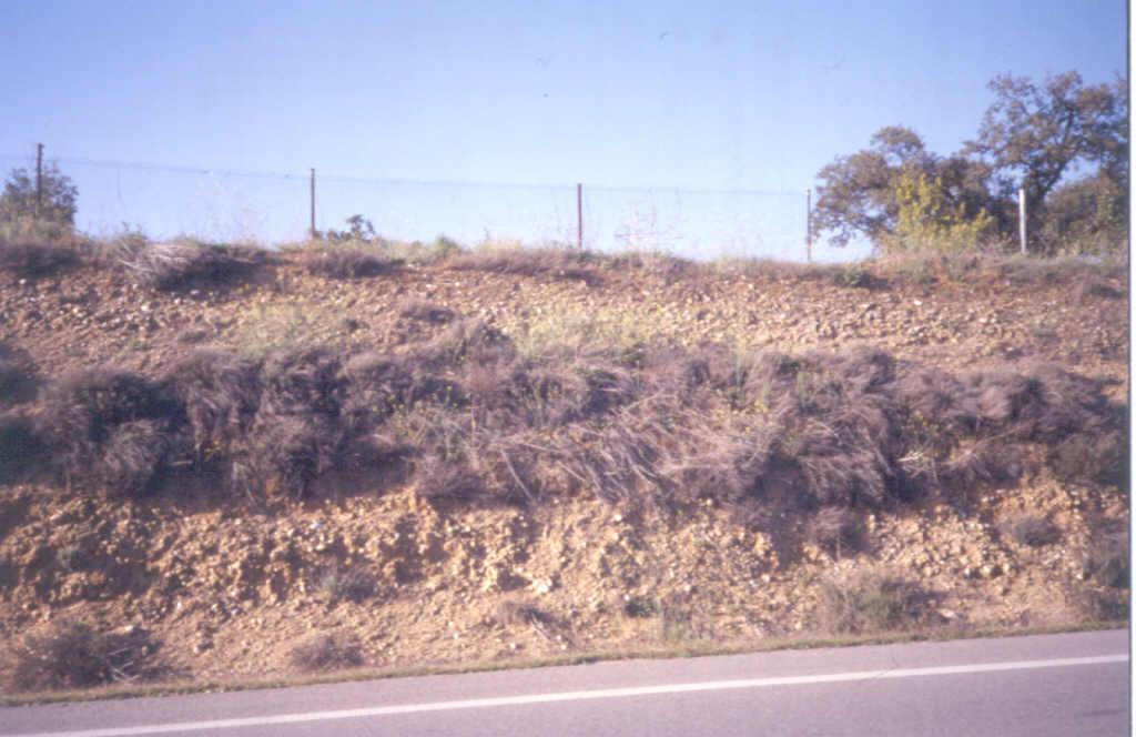 Detalle de una de las terrazas, constituida por gravas de cuarzo y cuarcita con matriz arenosa.