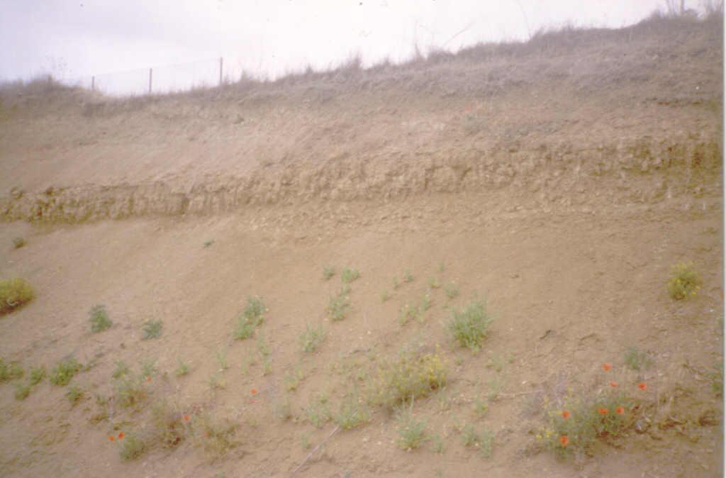 Típicas intercalaciones carbonatadas blanquecinas de orden decimétrico en las arcillas. Son de origen edáfico.