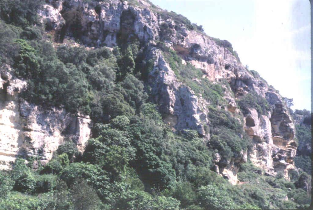 Aspecto general del Barranc d´Algendar. Las paredes del barranco son calizas de edad Miocena con alturas de 50 a 100 m.