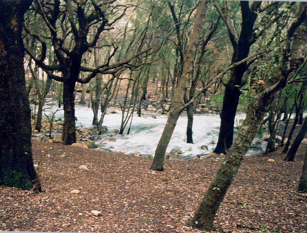 El torrente de San Miguel nace en los alrededores de Ses Fonts Ufanes