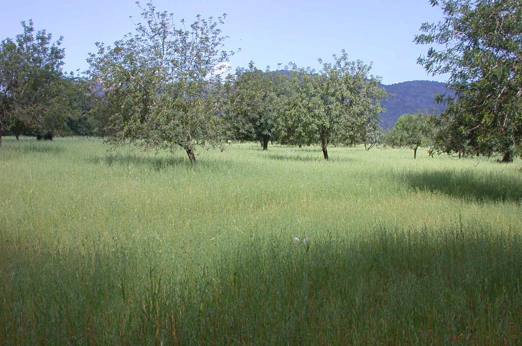 Llanos de Palma junto a la Sierra de Tramuntana donde se localiza la Font de la Vila