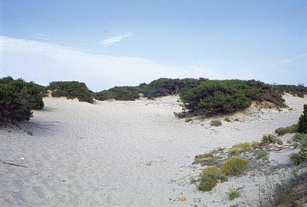 Vista general del sistema playa-duna de Sa Ràpita-Es Trenc
