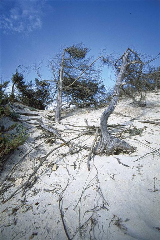 Detalle de una de las dunas colonizadas por vegetación en Es Trenc