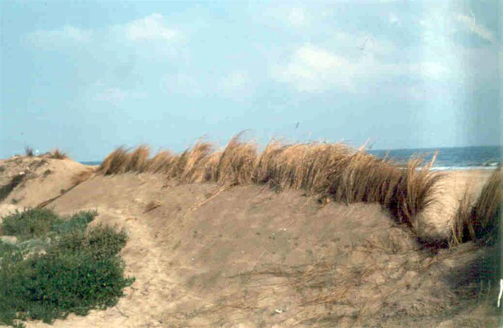 Cordón de dunas que cierra la turbera (fotografía de 1984)
