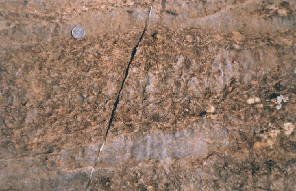 Lumaquelas de braquiópodos en Caliza Urbana.