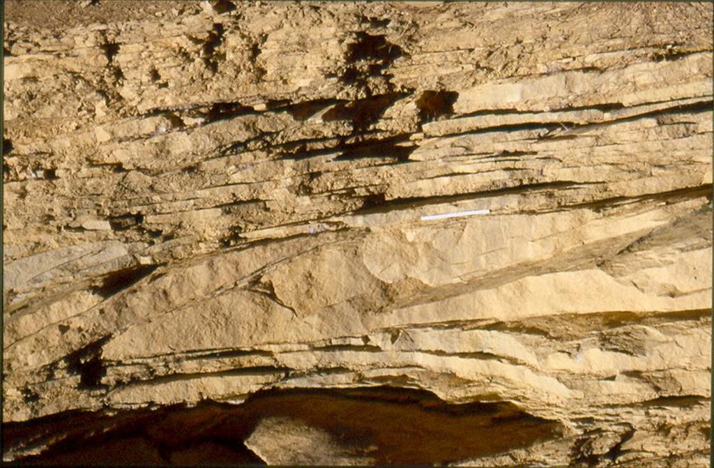 La Règola, extremo S de Cal Viudo. Estratificación sigmoidal, típica de una llanura de marea en la zona más distal, llanura arenosa