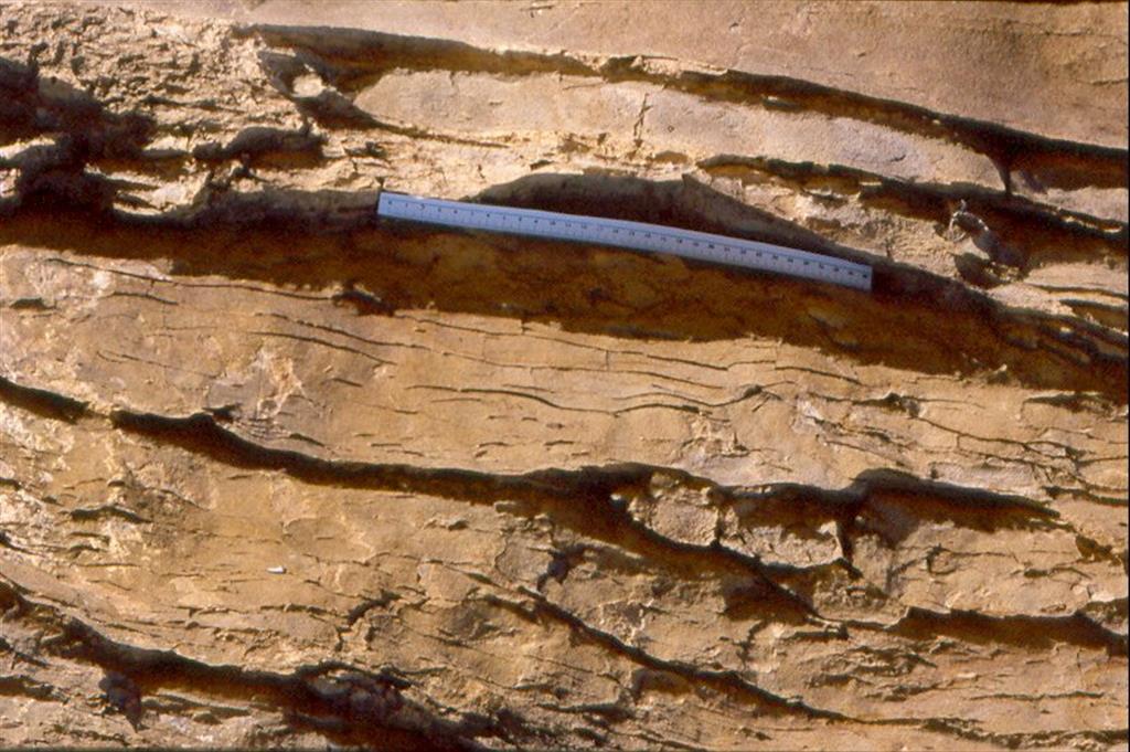 Bar del Manyo. Estratificación flaser con crestas de los ripples erosionadas (capped ripples), diagnósticos de sedimentación en áreas intramareales