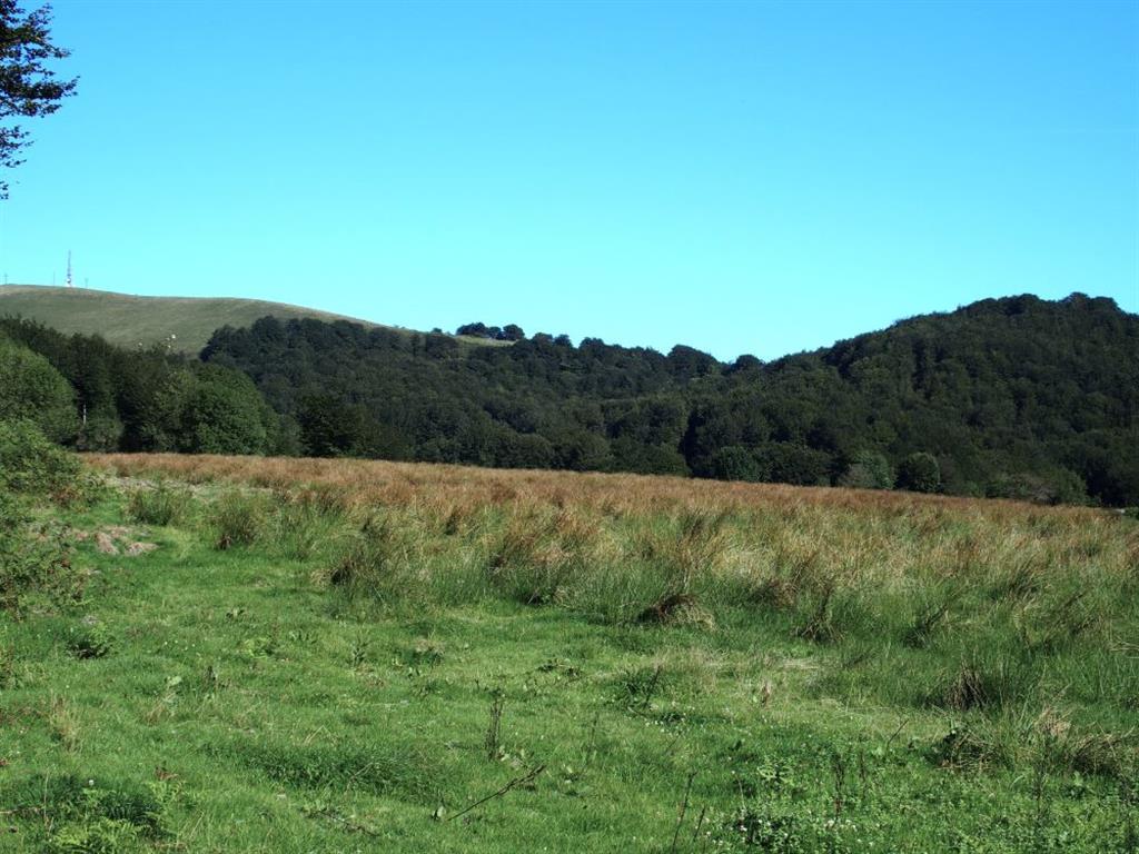 Aspecto general de la turbera de Belate.