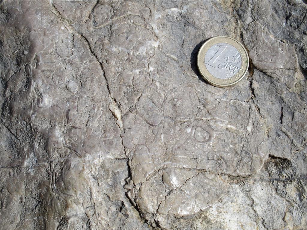 Detalle de fósiles de bivalvos en las calizas y calcarenitas eocenas.