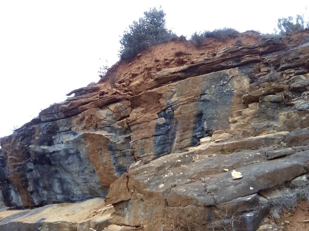 Calcarenitas eocenas en bancos decimétricos a métricos. Desarrollo de perfil de suelo sobre la formación rocosa eocena.