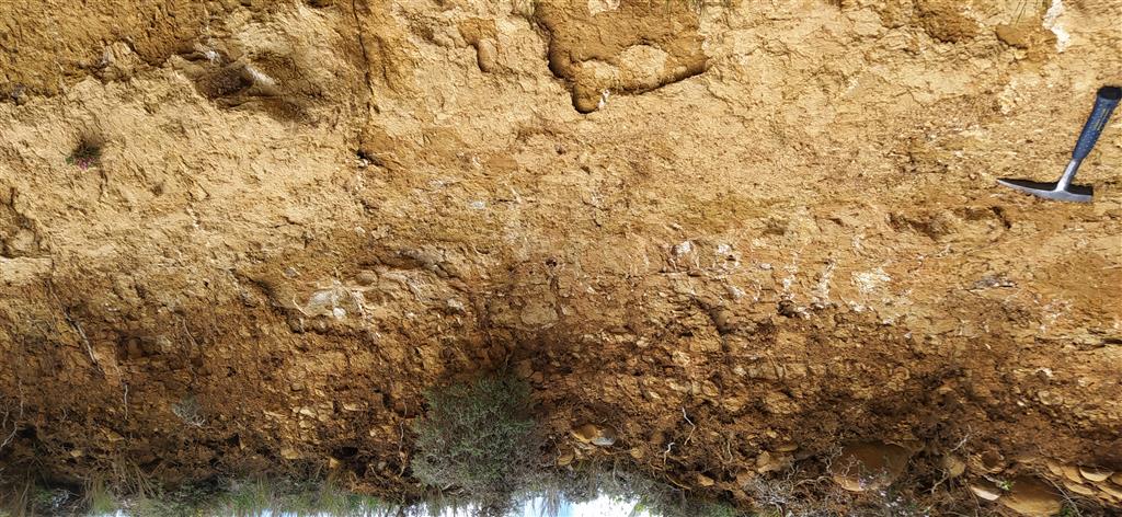 Perfil de suelo de gran pedregosidad sobre un sustrato de areniscas.