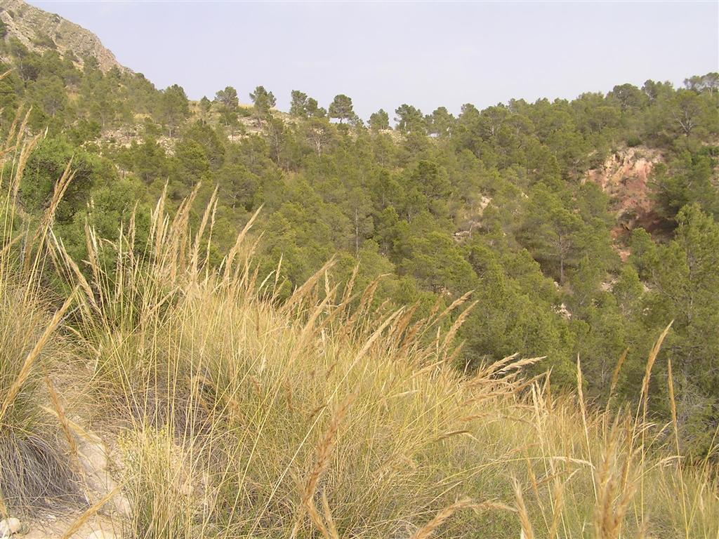 A la izquierda (norte), las dolomías cretácicas de la Sierra del Molino presentan estratos subverticales; a la derecha (sur), el Trias con colores abigarrados