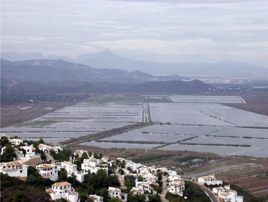 Campos de arroz inundados. (Autor: J.A. Domínguez).