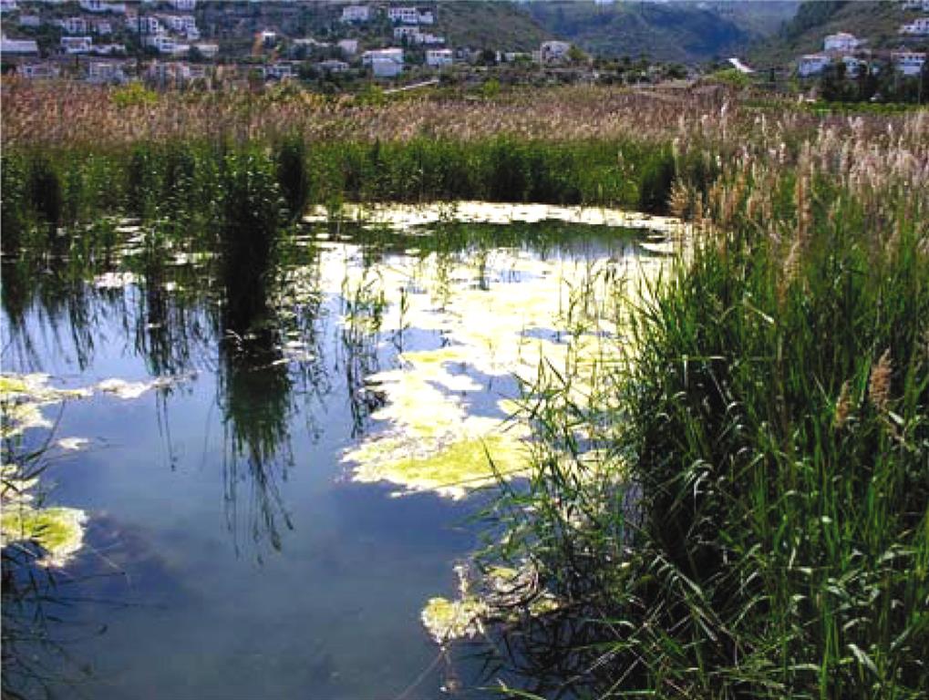Manantial Balsa de Sineu, principal punto de descarga del acuífero Alfaro-Mediodía-Segaria, situado alsur del marjal (Autor: B.J. Ballesteros).