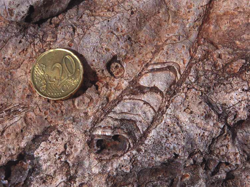 Sierra del Cuchillo. Detalle de la Formación Carada (en su
estratotipo). Presenta ejemplares de rudistas (Ichtyosarcolites sp.).