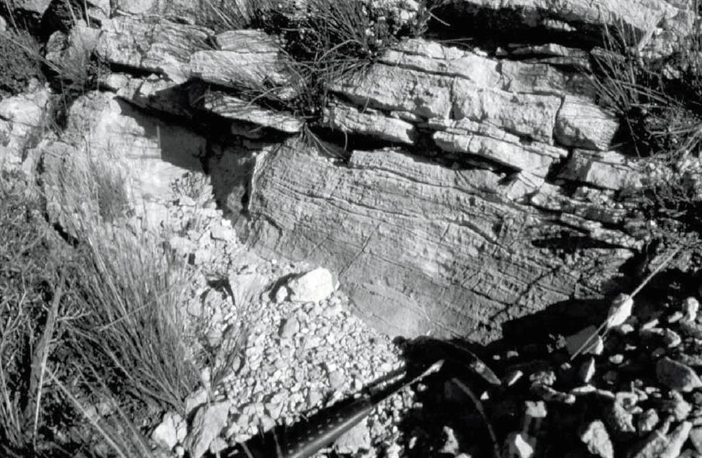 Detalle de las dolomías con laminaciones estromatolíticas de la
Formación Villa de Ves en la Sierra del Cuchillo