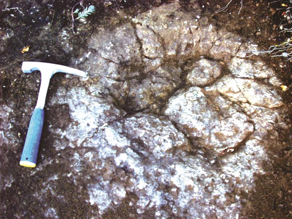 Detalle de huella de dinosaurios en la Fm Rambla de los Gavilanes