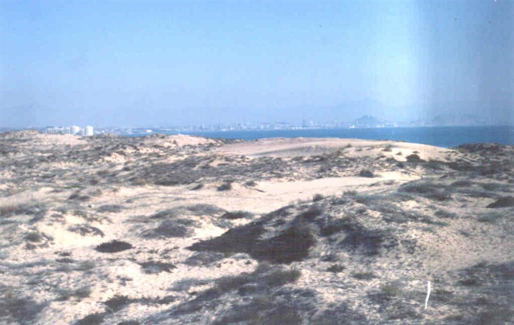 Campo de dunas en la playa de Los Arenales del Sol. Al fondo Alicante