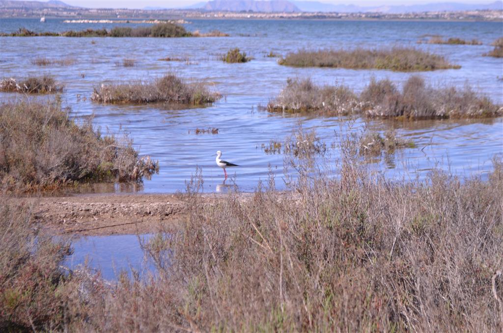 Cigüeñuela común en la laguna de La Mata