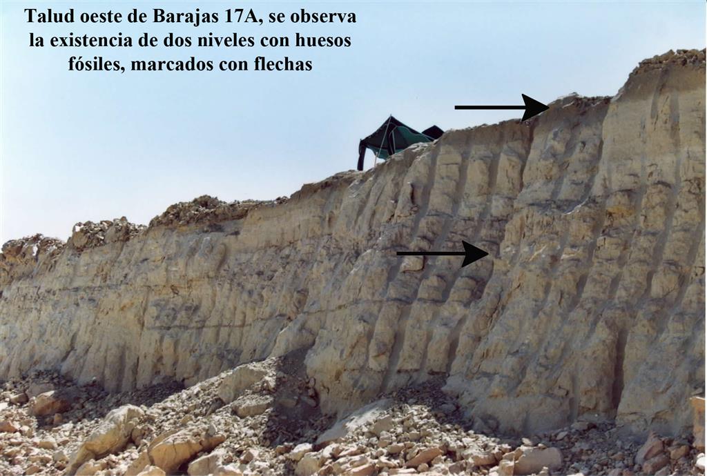 Talud oeste de Barajas 17A, se observa la existencia de dos niveles con huesos fósiles, marcados con flechas