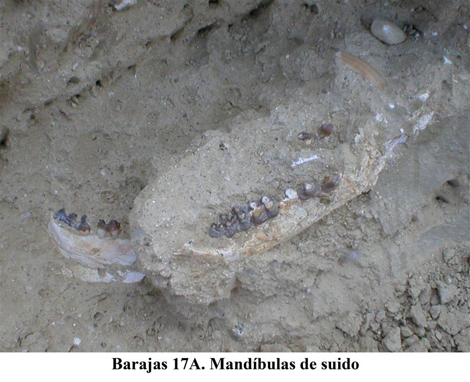 Barajas 17A. Mandíbulas de suido