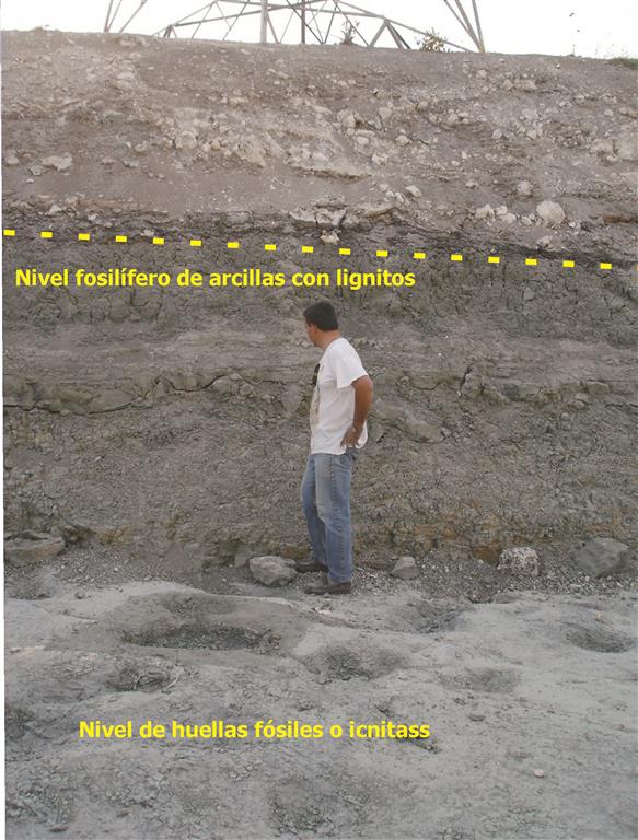 Corte del yacimiento donde se remarca el nivel fosilífero de arcillas con lignitos y en la base, el nivel de icnitas de mastodonte