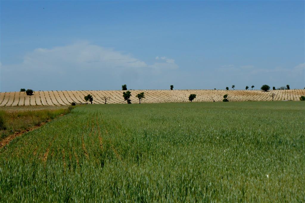 Terraza media en la margen derecha del valle río del Guadarrama