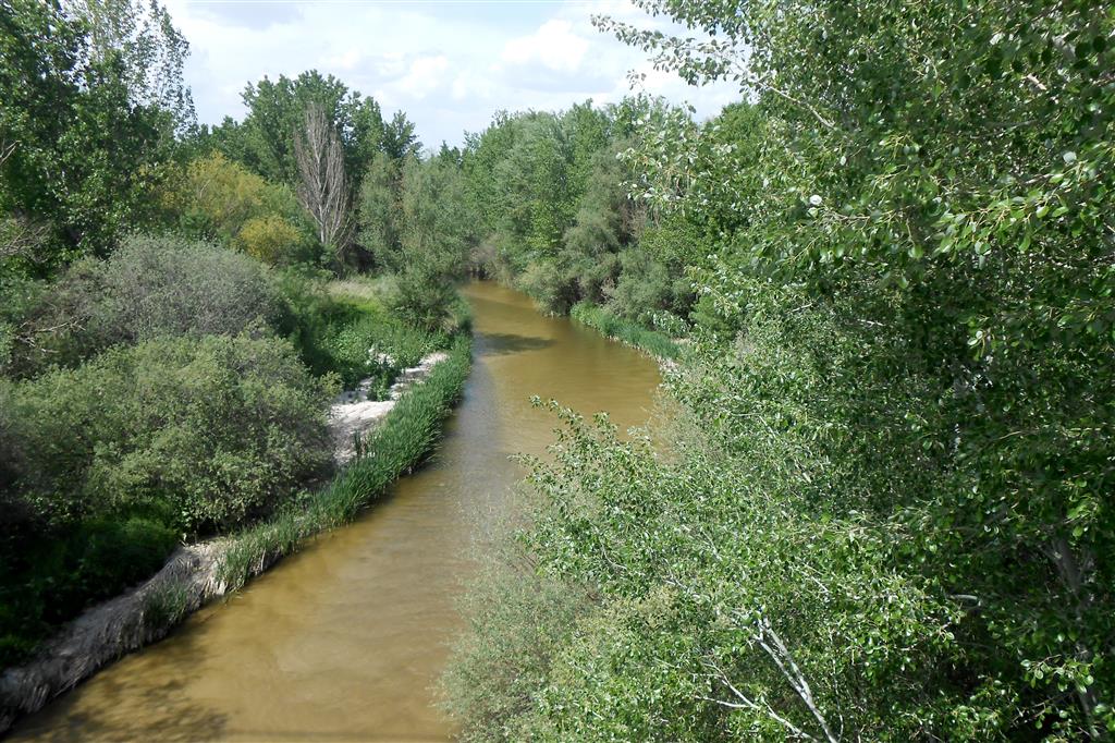 Vegetación de ribera desarrollada sobre barras fluviales arenosas en el río Guadarrama