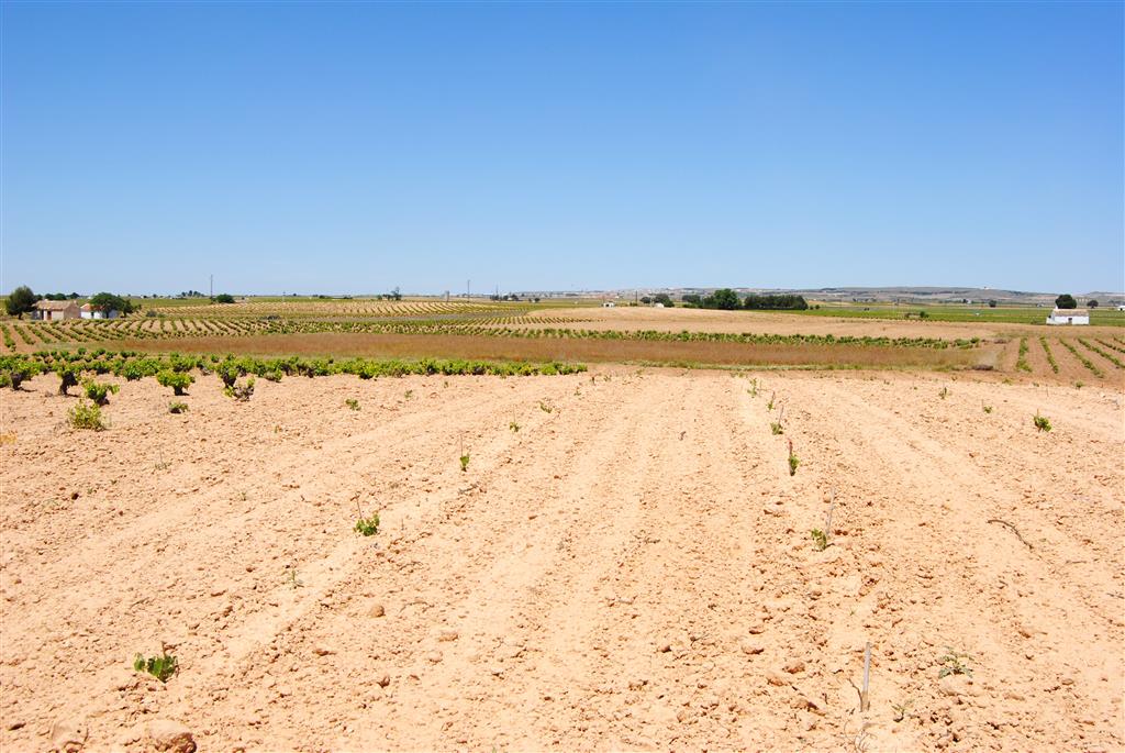 Aspecto de la duna oriental del complejo eólico de Campo de Criptana (foto A. García Cortés).