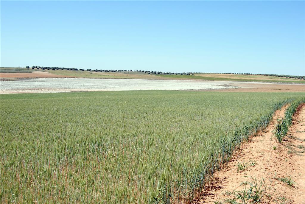 Fotografía de la Laguna de Cerro Mesado tomada desde el norte. Al fondo a la izquierda, parte de los depósitos en “lunette” con tonos anaranjados. A la derecha, flanco a sotavento de dunas limo-arcillosas (foto A. García Cortés).