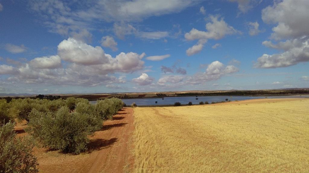 La orilla meridional de la Laguna Chica de Villafranca de los Caballeros está orlada por tierras de labor (cultivos de secano: olivo y centeno).